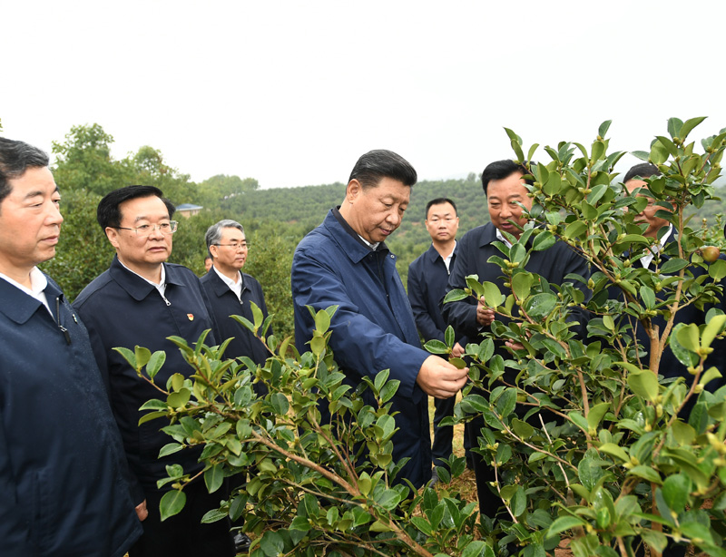 　　9月16日至18日，中共中央總書記、國家主席、中央軍委主席習(xí)近平在河南考察。這是17日上午，習(xí)近平來到信陽市光山縣槐店鄉(xiāng)司馬光油茶園，實(shí)地察看油茶樹種植和掛果情況。新華社記者 謝環(huán)馳 攝